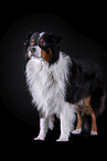 standing Australian Shepherd