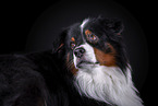 Australian Shepherd Portrait