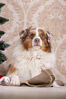 lying Australian Shepherd