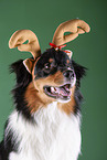 Australian Shepherd Portrait