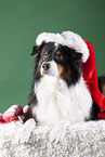 lying Australian Shepherd