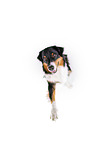 sitting Australian Shepherd