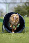 Australian Shepherd on the meadow