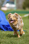 Australian Shepherd on the meadow