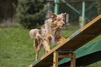Australian Shepherd at agility