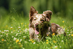 Australian Shepherd on the meadow
