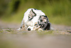 lying Australian Shepherd