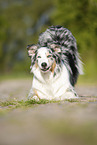 playing Australian Shepherd