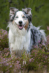 Australian Shepherd in the heather