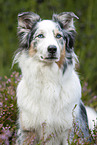Australian Shepherd in the heather