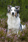 Australian Shepherd in the heather