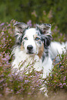 Australian Shepherd in the heather