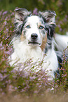 Australian Shepherd in the heather