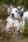 Australian Shepherd in the heather