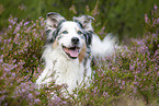 Australian Shepherd in the heather