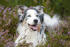 Australian Shepherd in the heather