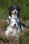 Australian Shepherds