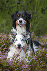 Australian Shepherds