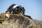 Australian Shepherd lying on tree trunk