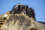 Australian Shepherd lying on tree trunk