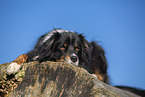 Australian Shepherd lying on tree trunk