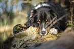 Australian Shepherd lying on tree trunk