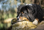 Australian Shepherd lying on tree trunk