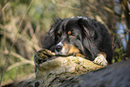 Australian Shepherd lying on tree trunk
