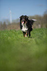 Australian Shepherd on the meadow