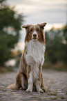 sitting Australian Shepherd
