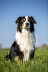 Australian Shepherd on the meadow