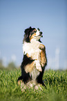 Australian Shepherd on the meadow