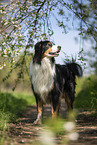 standing Australian Shepherd