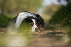 lying Australian Shepherd