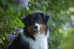 Australian Shepherd by Lilac