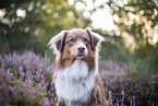 Australian Shepherd in the heather
