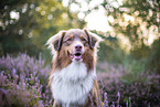 Australian Shepherd in the heather