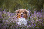 Australian Shepherd in the heather