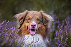 Australian Shepherd in the heather
