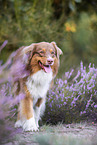 Australian Shepherd in the heather