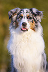 Australian Shepherd Portrait
