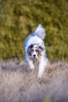 running Australian Shepherd