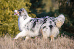running Australian Shepherd