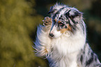 Australian Shepherd gives paw