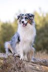 sitting Australian Shepherd