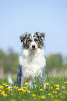 sitting Australian Shepherd