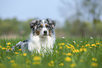 lying Australian Shepherd