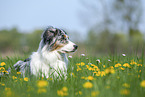 lying Australian Shepherd