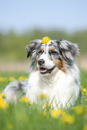 lying Australian Shepherd
