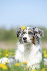 lying Australian Shepherd